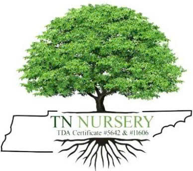 TN Nursery